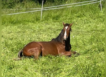 American Quarter Horse, Hengst, 1 Jaar, 152 cm, Donkere-vos