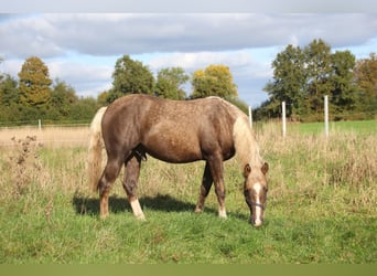 American Quarter Horse, Hengst, 1 Jaar, 152 cm, Palomino