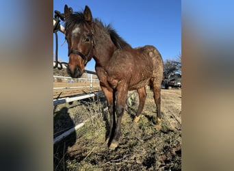 American Quarter Horse, Hengst, 1 Jaar, 152 cm, Roan-Bay