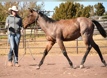 American Quarter Horse, Hengst, 1 Jaar, 152 cm, Roan-Bay
