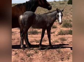 American Quarter Horse, Hengst, 1 Jaar, 152 cm, Schimmel