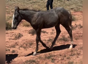 American Quarter Horse, Hengst, 1 Jaar, 152 cm, Schimmel