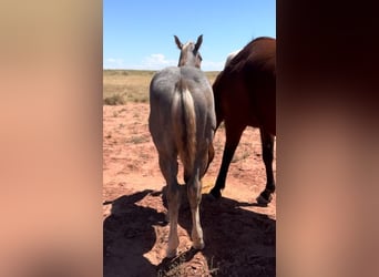 American Quarter Horse, Hengst, 1 Jaar, 152 cm, Schimmel