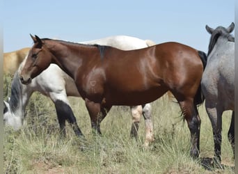 American Quarter Horse, Hengst, 1 Jaar, 152 cm, Schimmel