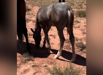 American Quarter Horse, Hengst, 1 Jaar, 152 cm, Schimmel