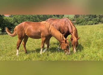 American Quarter Horse, Hengst, 1 Jaar, 152 cm, Vos