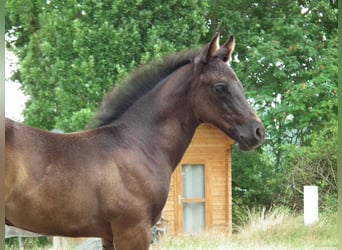 American Quarter Horse, Hengst, 1 Jaar, 152 cm, Zwart