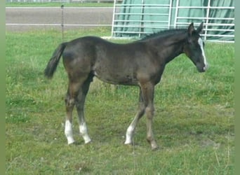 American Quarter Horse, Hengst, 1 Jaar, 152 cm, Zwart