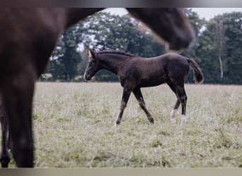 American Quarter Horse, Hengst, 1 Jaar, 152 cm, Zwart