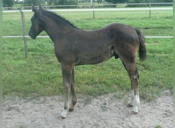 American Quarter Horse, Hengst, 1 Jaar, 152 cm, Zwart