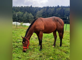 American Quarter Horse, Hengst, 1 Jaar, 153 cm, Bruin