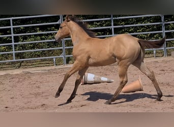 American Quarter Horse, Hengst, 1 Jaar, 153 cm, Buckskin