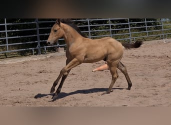 American Quarter Horse, Hengst, 1 Jaar, 153 cm, Buckskin