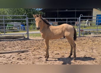 American Quarter Horse, Hengst, 1 Jaar, 153 cm, Buckskin