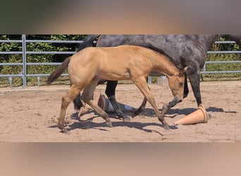 American Quarter Horse, Hengst, 1 Jaar, 153 cm, Buckskin