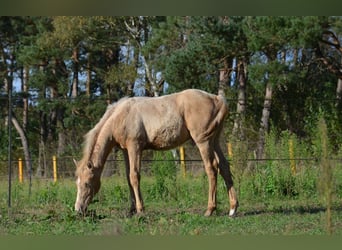 American Quarter Horse, Hengst, 1 Jaar, 153 cm, Champagne