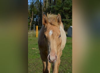 American Quarter Horse, Hengst, 1 Jaar, 153 cm, Champagne