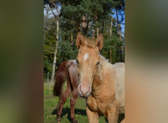 American Quarter Horse, Hengst, 1 Jaar, 153 cm, Champagne