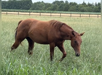 American Quarter Horse, Hengst, 1 Jaar, 153 cm