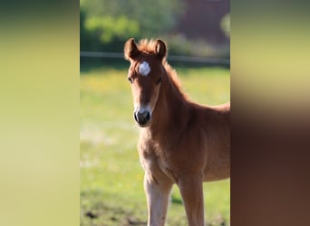 American Quarter Horse, Hengst, 1 Jaar, 153 cm, Vos