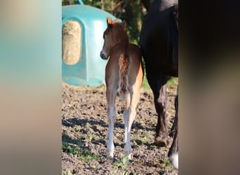 American Quarter Horse, Hengst, 1 Jaar, 153 cm, Vos