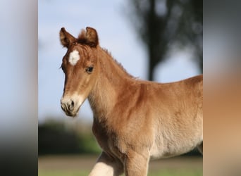 American Quarter Horse, Hengst, 1 Jaar, 153 cm, Vos