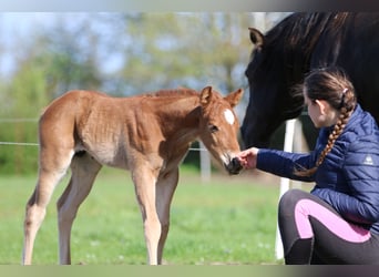 American Quarter Horse, Hengst, 1 Jaar, 153 cm, Vos