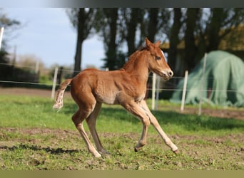 American Quarter Horse, Hengst, 1 Jaar, 153 cm, Vos