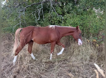 American Quarter Horse, Hengst, 1 Jaar, 153 cm, Vos