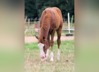 American Quarter Horse, Hengst, 1 Jaar, 153 cm, Vos