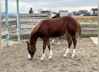 American Quarter Horse, Hengst, 1 Jaar, 153 cm, Vos