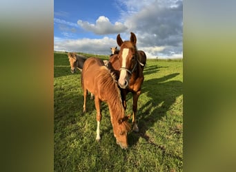 American Quarter Horse, Hengst, 1 Jaar, 153 cm, Vos