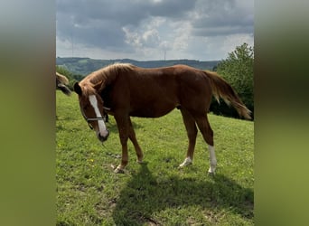 American Quarter Horse, Hengst, 1 Jaar, 153 cm, Vos