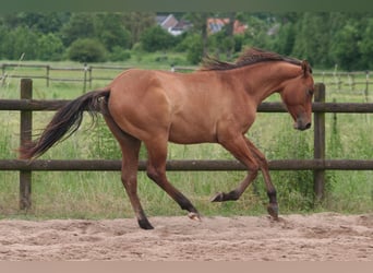 American Quarter Horse, Hengst, 1 Jaar, 154 cm, Falbe