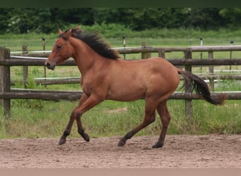 American Quarter Horse, Hengst, 1 Jaar, 154 cm, Falbe