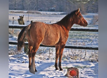 American Quarter Horse, Hengst, 1 Jaar, 154 cm, Falbe