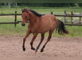 American Quarter Horse, Hengst, 1 Jaar, 154 cm, Falbe