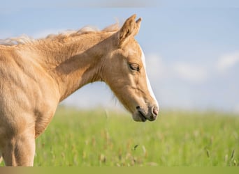 American Quarter Horse, Hengst, 1 Jaar, 154 cm, Palomino