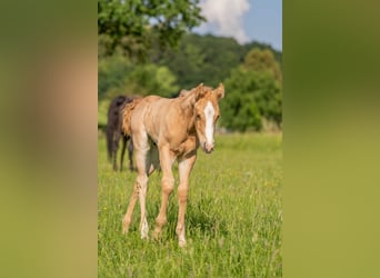 American Quarter Horse, Hengst, 1 Jaar, 154 cm, Palomino