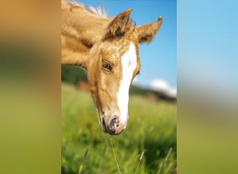 American Quarter Horse, Hengst, 1 Jaar, 154 cm, Palomino