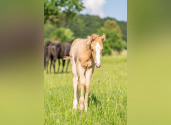 American Quarter Horse, Hengst, 1 Jaar, 154 cm, Palomino