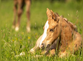 American Quarter Horse, Hengst, 1 Jaar, 154 cm, Palomino