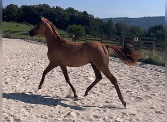 American Quarter Horse, Hengst, 1 Jaar, 154 cm, Red Dun