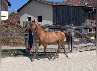 American Quarter Horse, Hengst, 1 Jaar, 154 cm, Red Dun