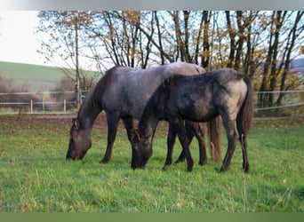 American Quarter Horse, Hengst, 1 Jaar, 154 cm, Roan-Blue