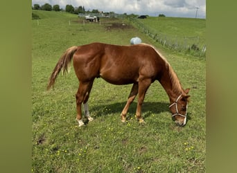 American Quarter Horse, Hengst, 1 Jaar, 154 cm, Vos