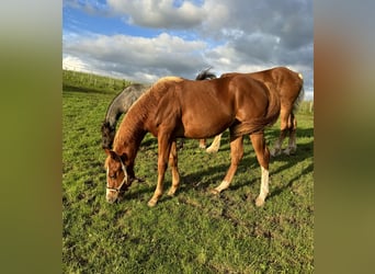 American Quarter Horse, Hengst, 1 Jaar, 154 cm, Vos