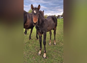 American Quarter Horse, Hengst, 1 Jaar, 154 cm, Zwartbruin