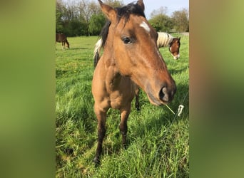 American Quarter Horse, Hengst, 1 Jaar, 155 cm, Brown Falb schimmel
