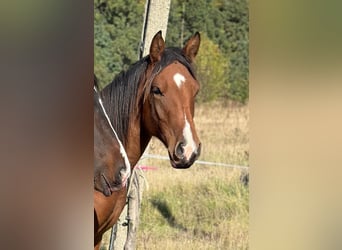 American Quarter Horse Mix, Hengst, 1 Jaar, 155 cm, Bruin